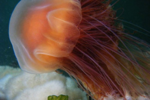 Мъжът на medusa lion, това е и космат циней